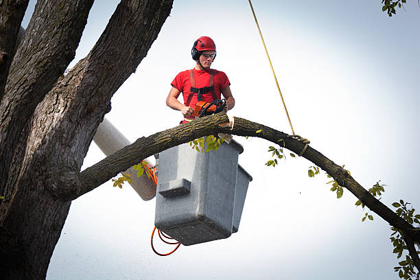 Reliable Mission, KS Tree Services Solutions